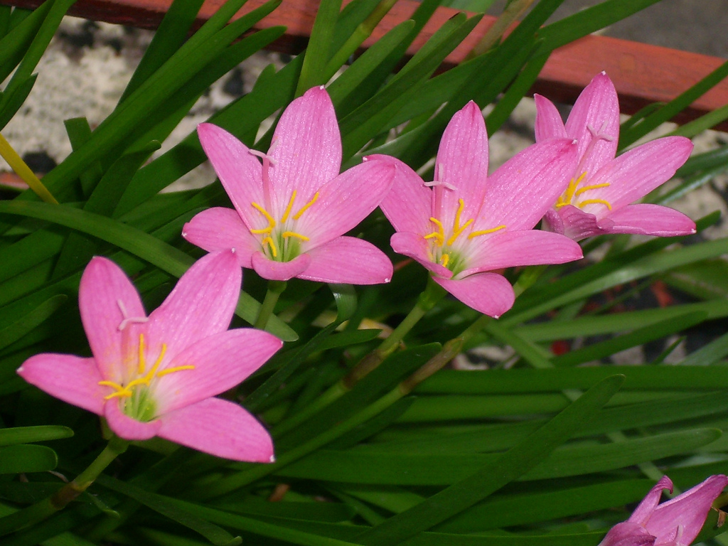 rosepink zephyr lily 